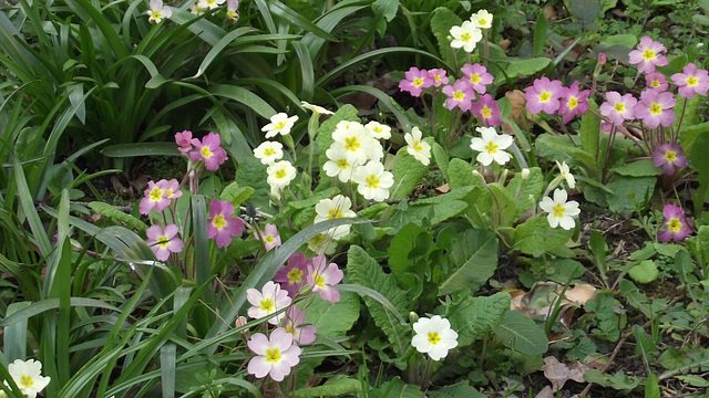 The primroses and primulas growing together