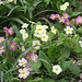 The primroses and primulas growing together
