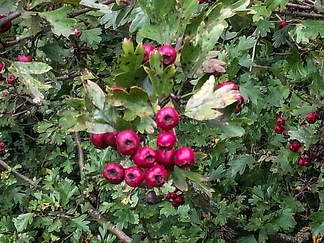 20150918 145251Hw [D~SHG] Weißdorn (Crataegus monogyna), Fischteiche, Rinteln