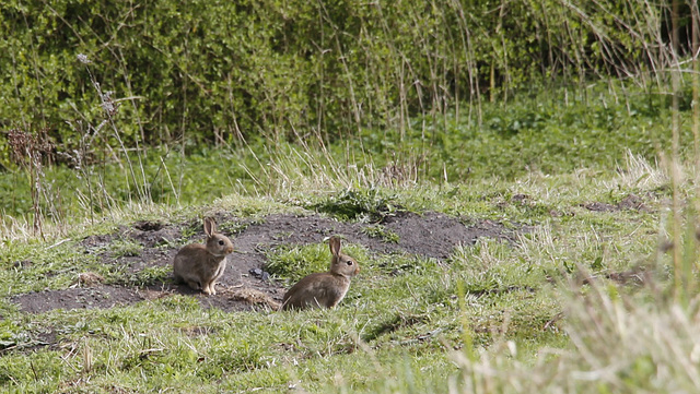 Lapin de garenne