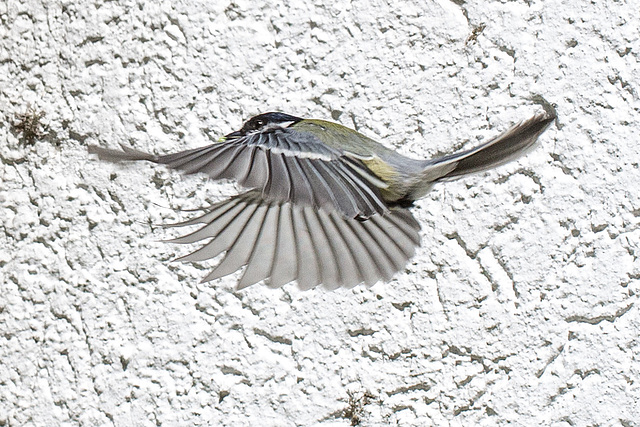 20160512 1575VRMw [D~LIP] Kohlmeise (Parus major), Bad Salzuflen