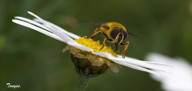 bzzzz