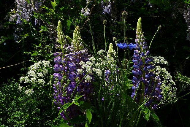 Wildnis auf dem Gartentisch