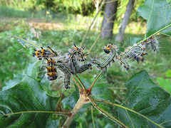 Larvae of Datana moth