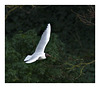 Blackheaded Gull EF7A2027