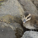 Duckling, Iceland