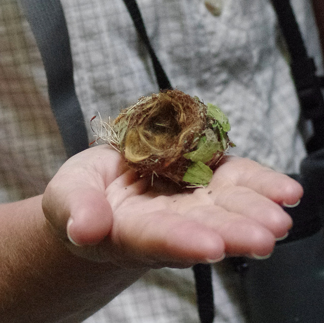 Hummingbird nest