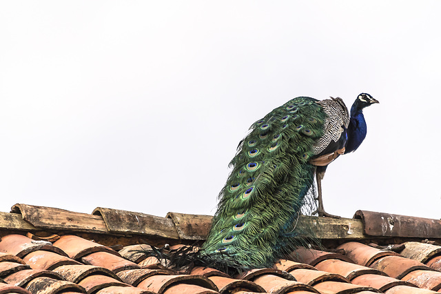 pavo real común