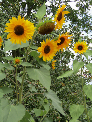 Sonnenblumen