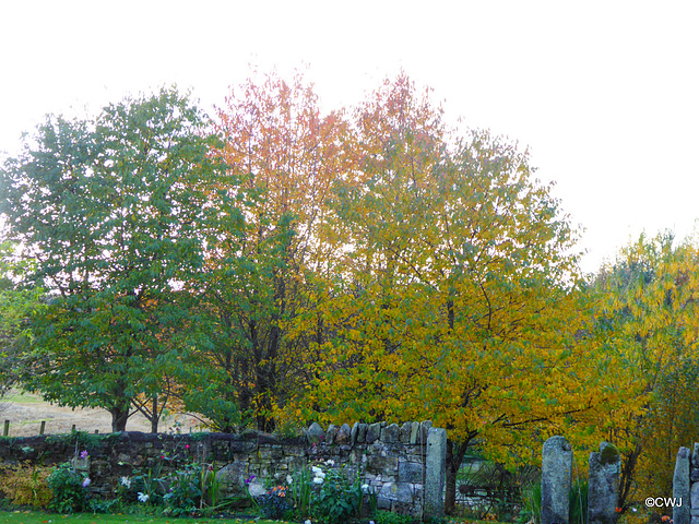 Autumn colours by the pond