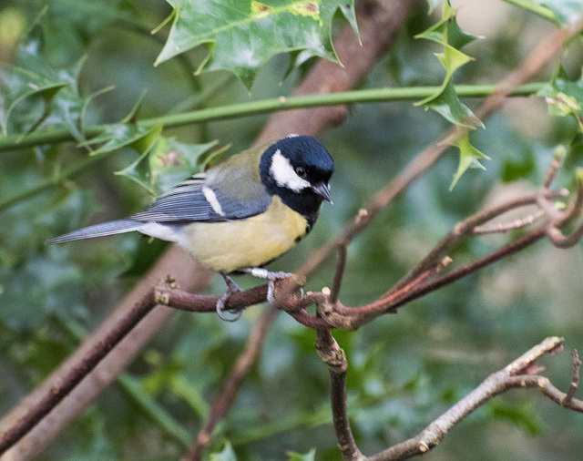 Great tit (11)