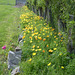 The poppies have taken over from the tulips