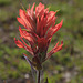 Wyoming Paintbrush