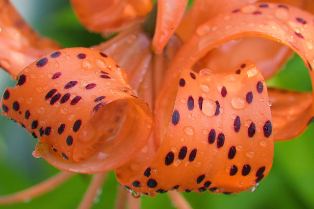 lily macro exercise