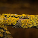 Die gelben Flechten sind auch immer sehr schöne Hingucker :)) The yellow lichens are always very nice eye-catchers :)) Les lichens jaunes attirent toujours le regard avec beaucoup de plaisir :))
