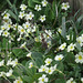 A good crop of primroses this year