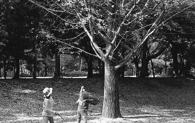 Kids under a ginkgo tree