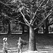 Kids under a ginkgo tree