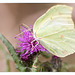 Schmetterling auf Blüte