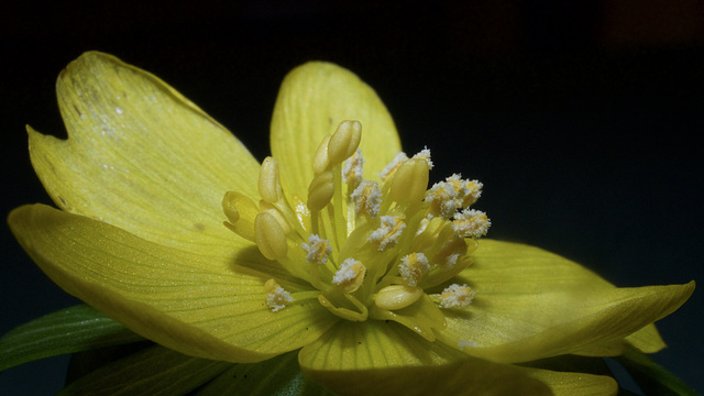 Winter Aconite