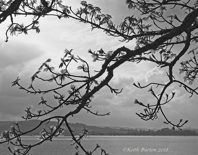 View through the branches.............