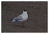 Blackheaded Gull EF7A2035