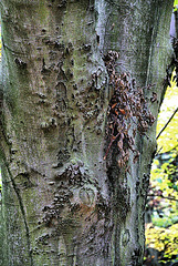 Textured Bark