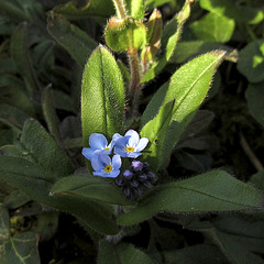 Three Woodland Flowers