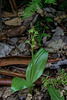 Liparis loeselii (Loesel's Twayblade orchid)