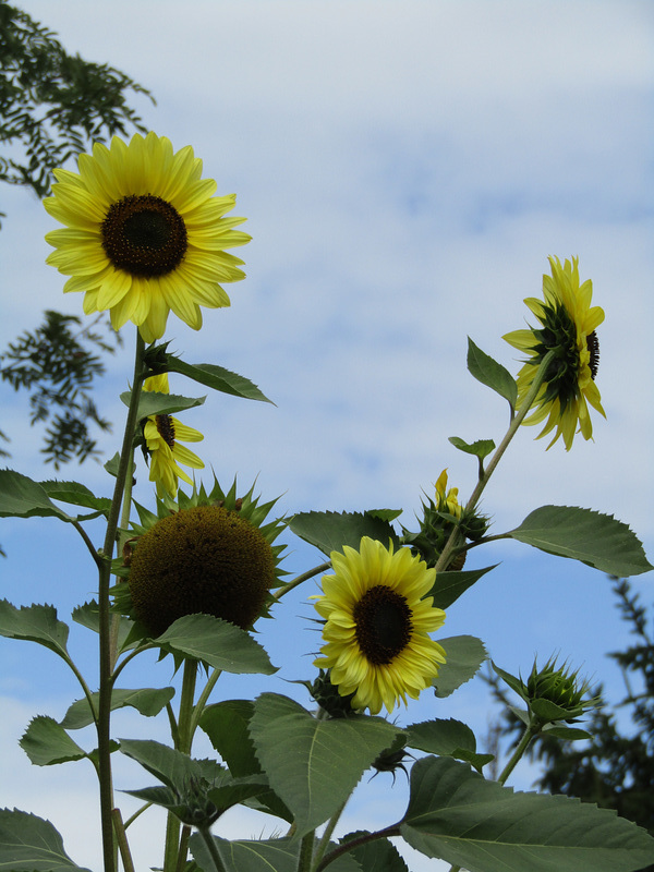 Sonnenblumenblau