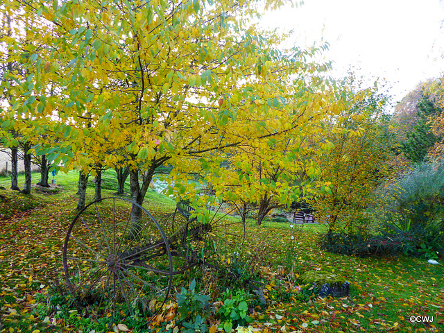 Autumn colours by the pond