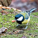 Great tit (12)