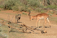 Namibia, Male Impala and Warthog in the Erindi Game Reserve