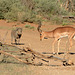 Namibia, Male Impala and Warthog in the Erindi Game Reserve