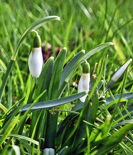 DSC 0061 snowdrops