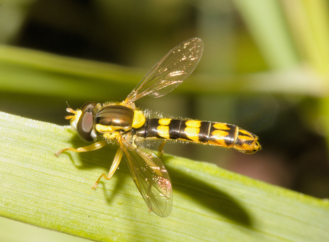 IMG 2856 Hoverflyv2