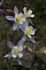 Colorado Blue Columbine