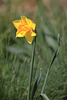 EOS 90D Peter Harriman 14 03 21 06093 daffodil dpp