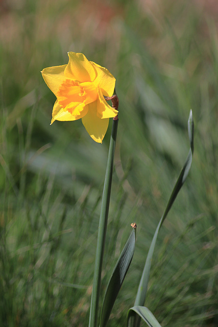 EOS 90D Peter Harriman 14 03 21 06093 daffodil dpp