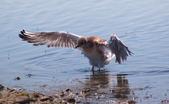 EF7A0061 Black Headed Gull