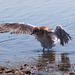 EF7A0061 Black Headed Gull