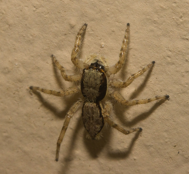 IMG 3007 Jumping Spider-6-3 IMG 3007 Jumping Spider-6-3