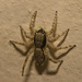 IMG 3007 Jumping Spider-6-3