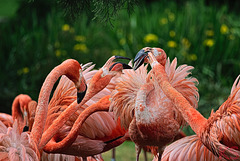 Flamingos