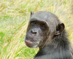 South Africa Chimp Eden IGP5870