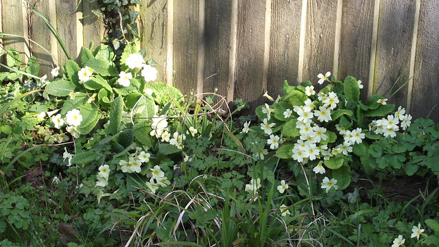 They look good against the wooden fence
