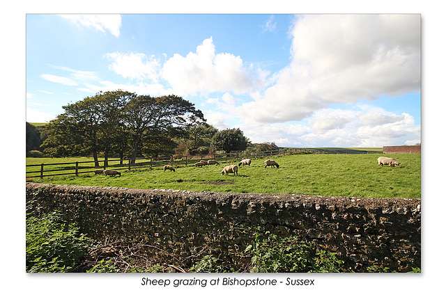 Sheep grazing at Bishopstone - Sussex -  18 9 2015
