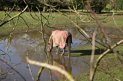 Horse in Partly Flooded Field