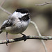 Black-capped Chickadee