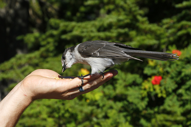 Gray Jay